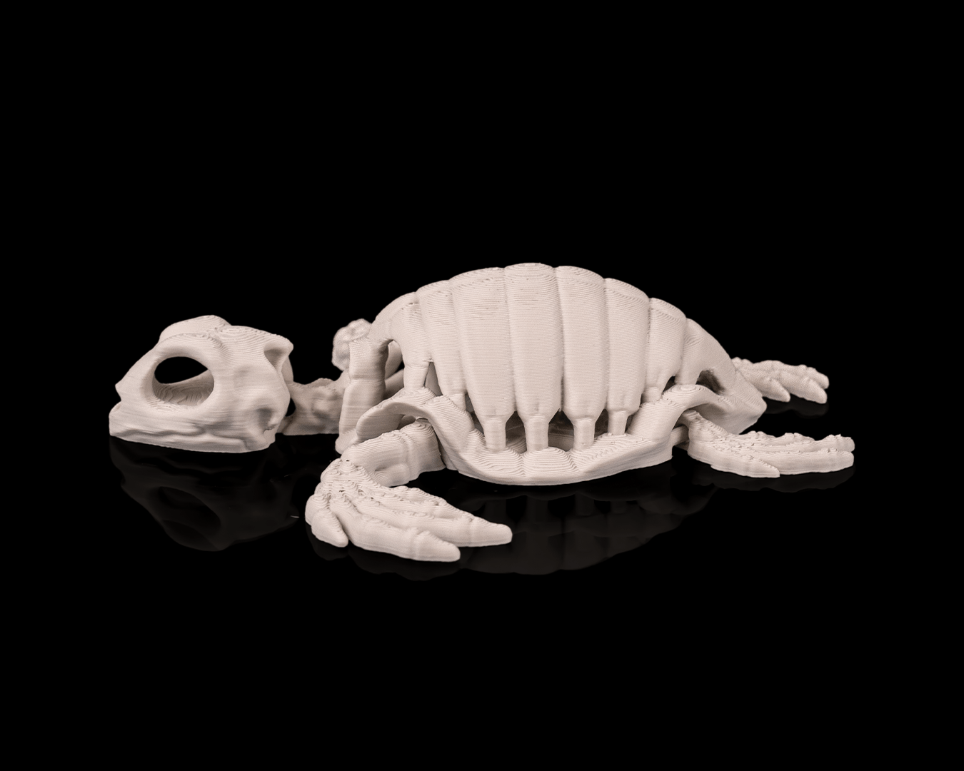 Skeleton Turtle (Bone White)