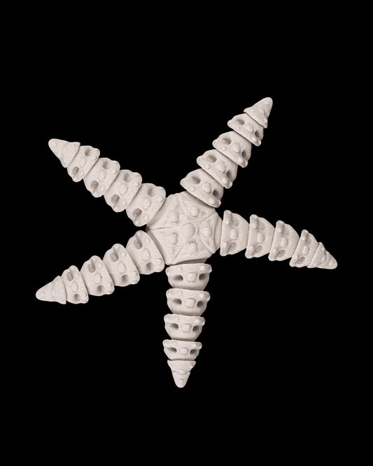 Skeleton Starfish (Bone White)