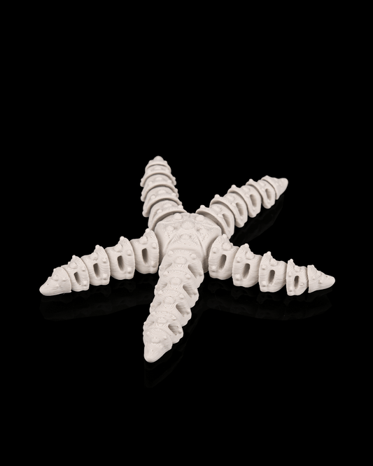 Skeleton Starfish (Bone White)